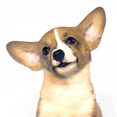dog tilting its head and illustrating directional hearing